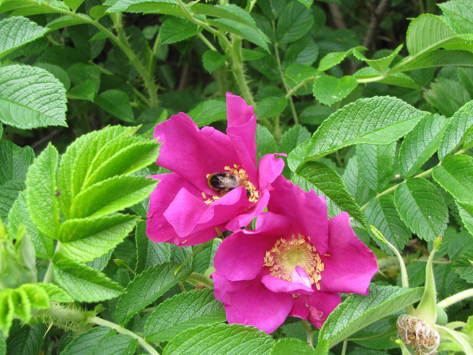 Jaunķemeru piekrastē sastopamā invazīvā suga - krokainā roze